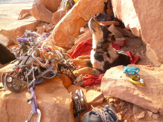 Cajun as a crag dog, sits amongst climbing gear and red rock.