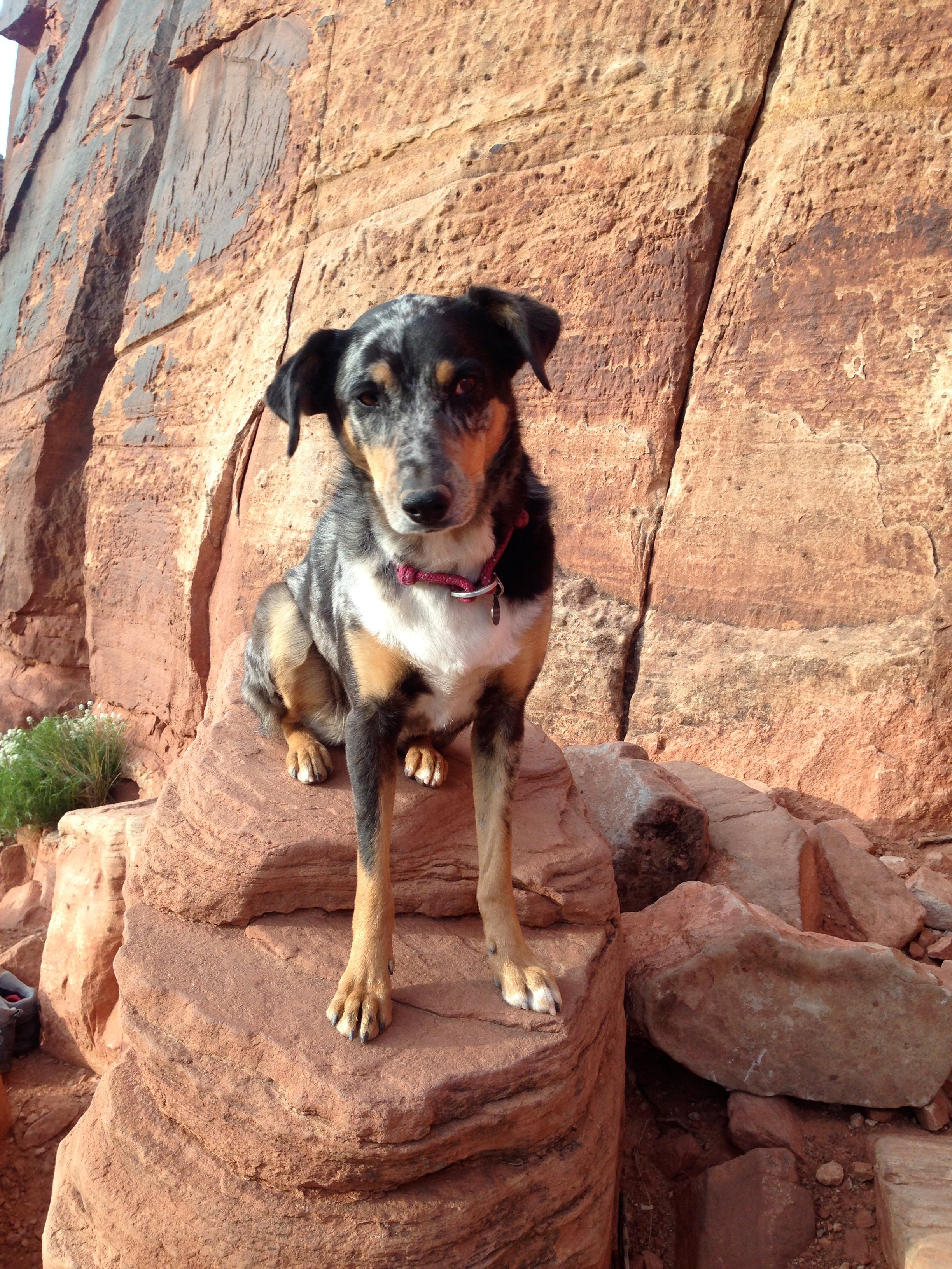 Cajun sits amidst red rocks wearing a knot-a-collar.