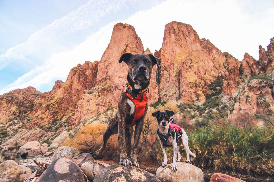 Two dogs standing on a rock in a rocky desert