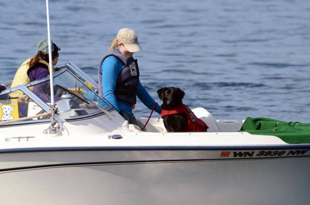 Dog in float coat on boat.