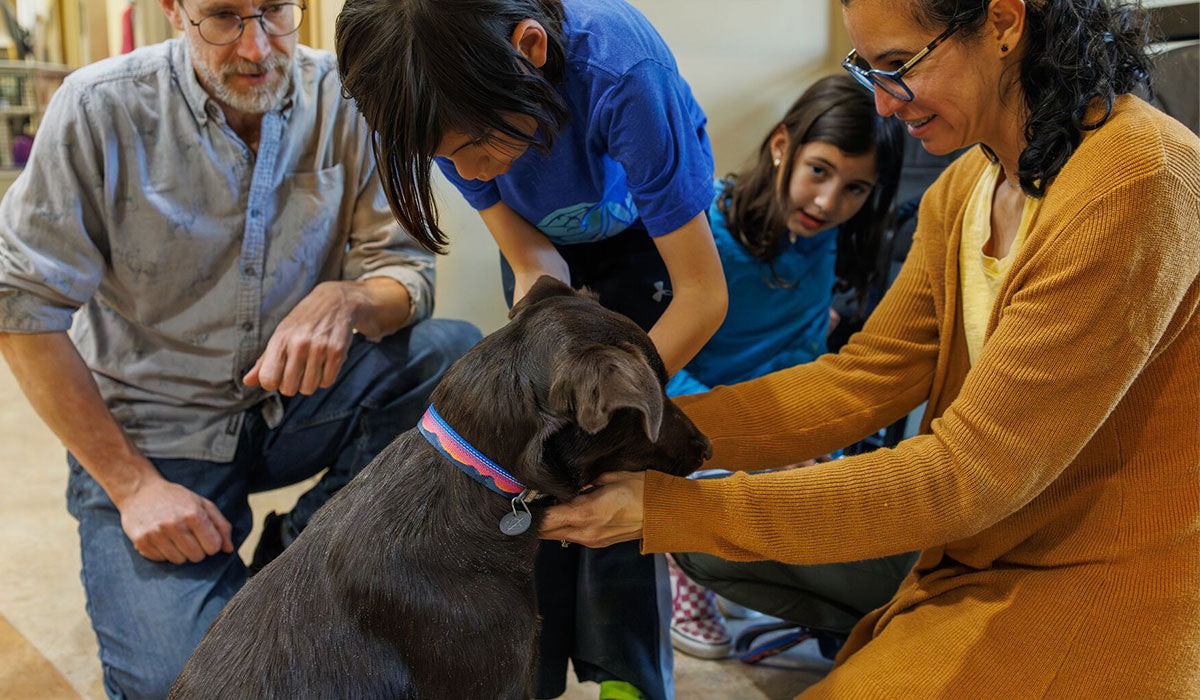 A family puts a crag collar on their dog.