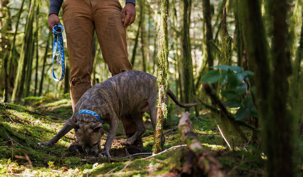 A dog sniffs the ground in woodland. They are wearing the Crag EX Collar.