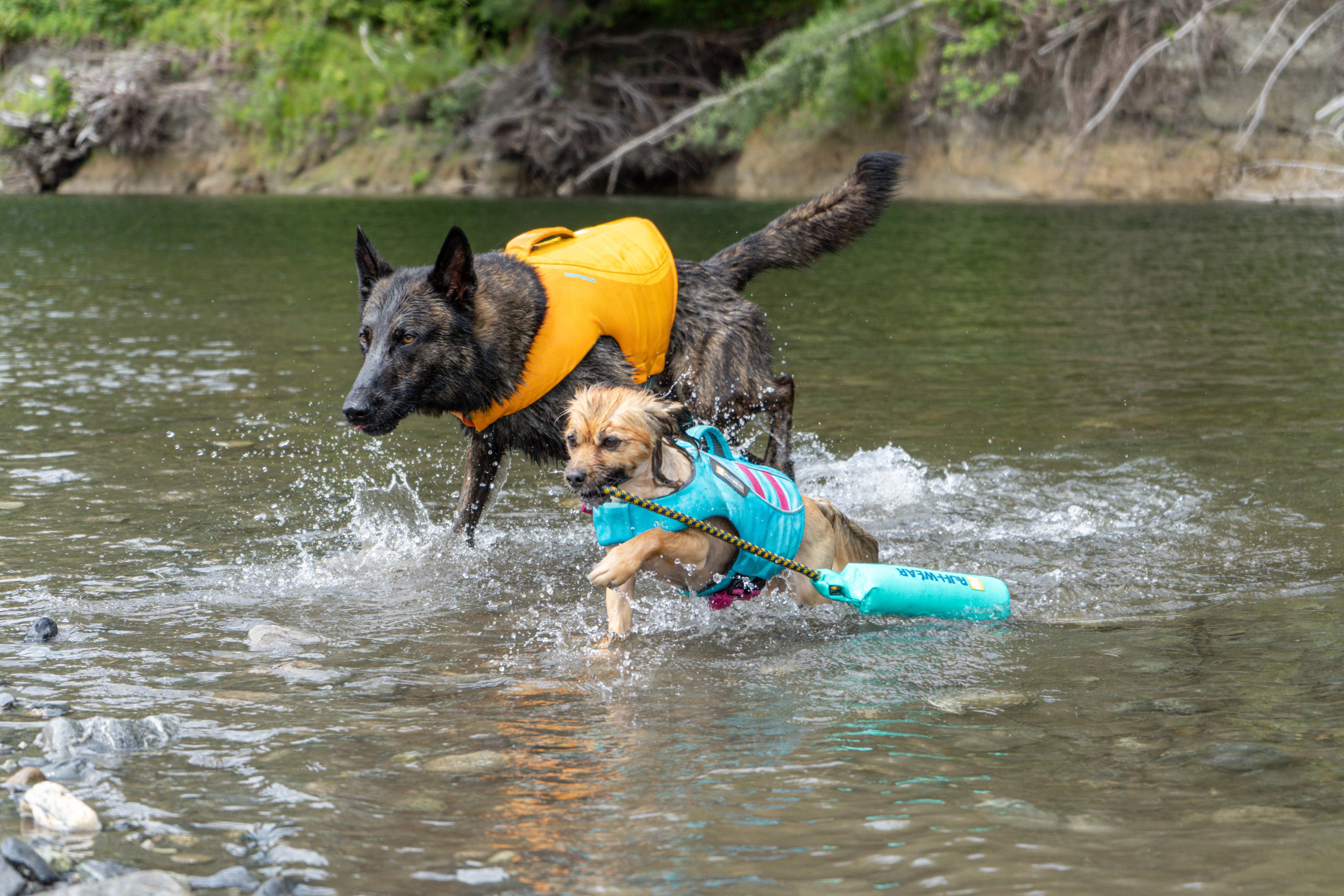 Two dogs wearing Float Coat™ life jackets run through the shallow water of a lake. 