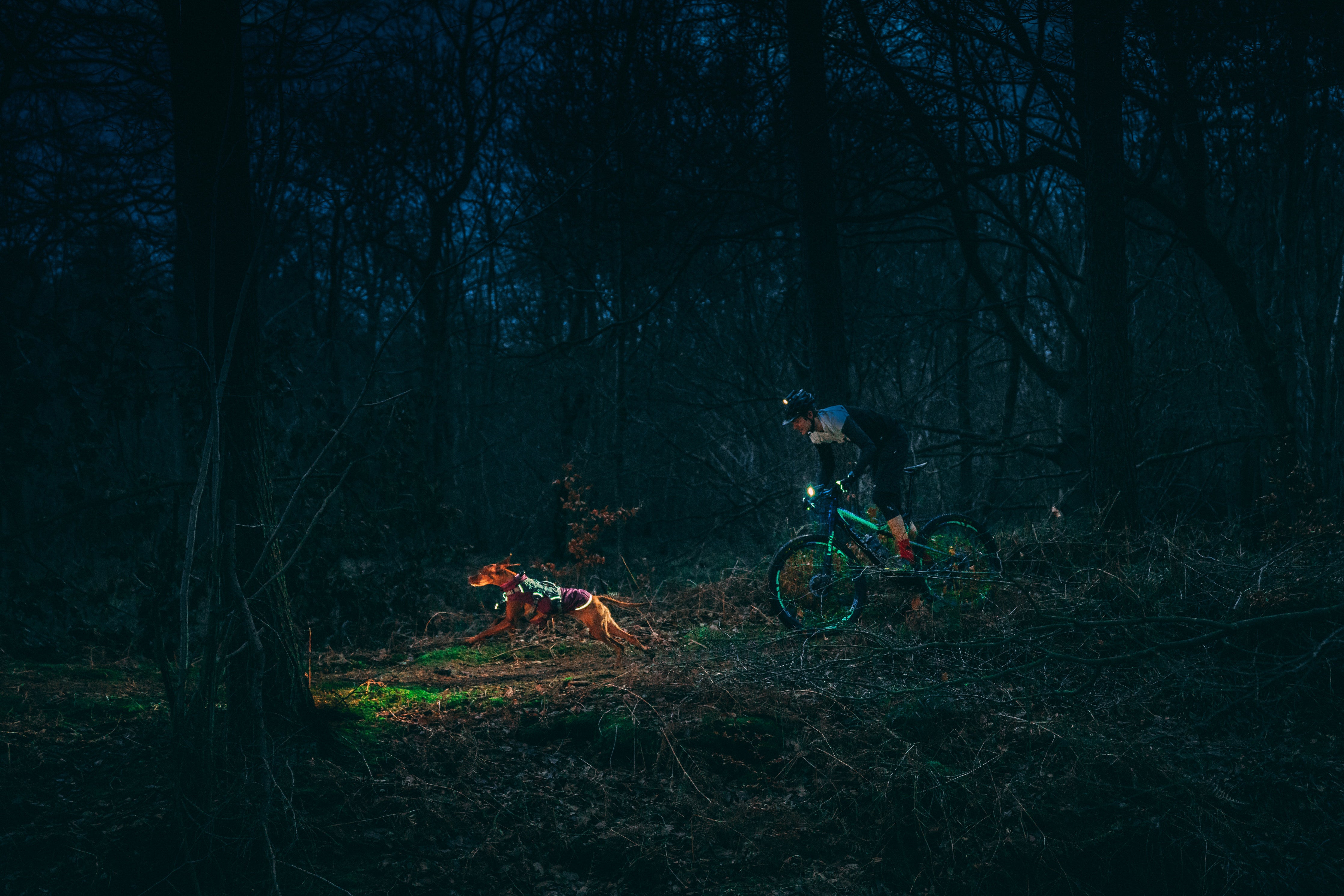 A man mountain bikes at night while his dog runs in front of him on the trail. 