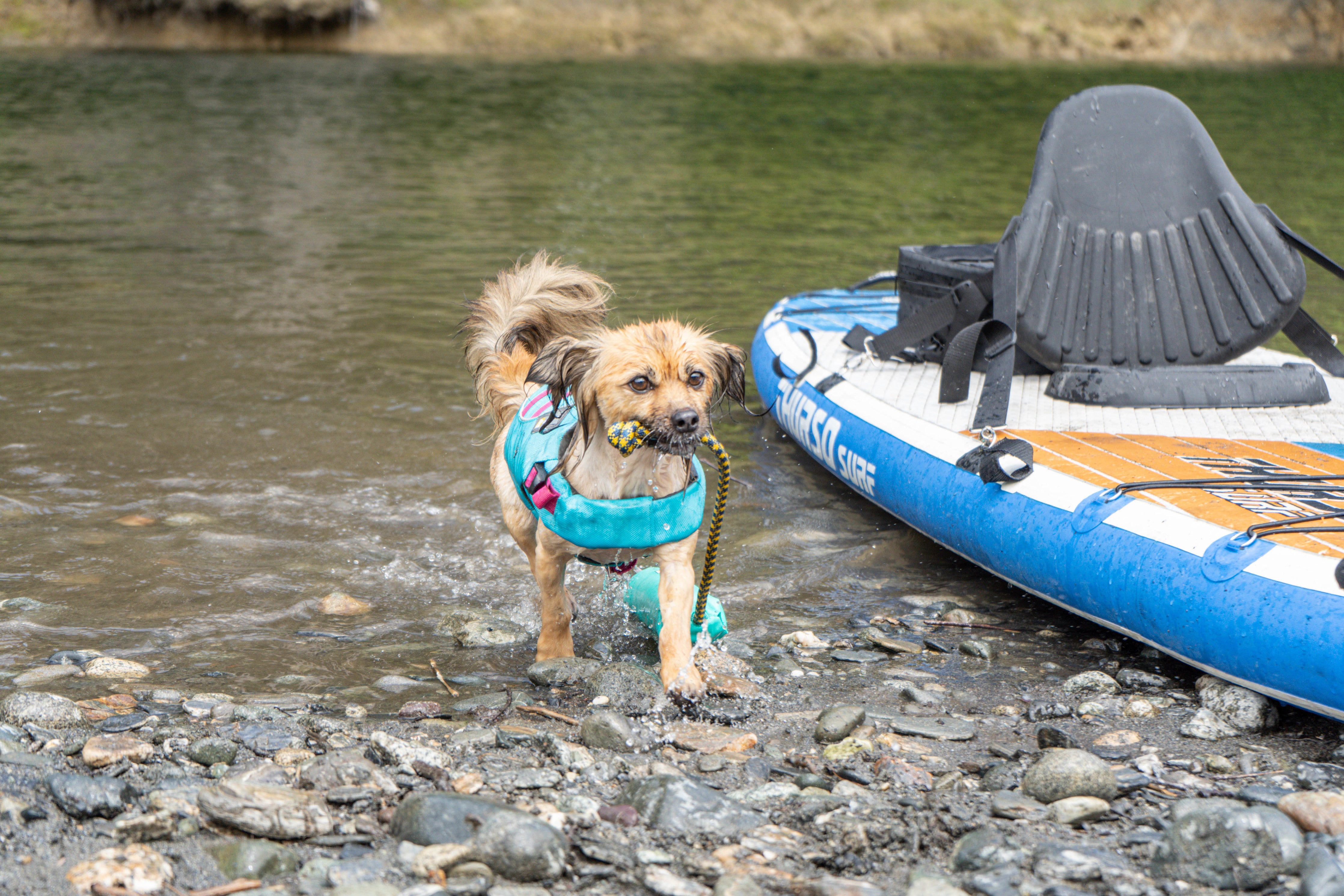 A small dog wearing a Float Coat™ stands next to a paddle board. 