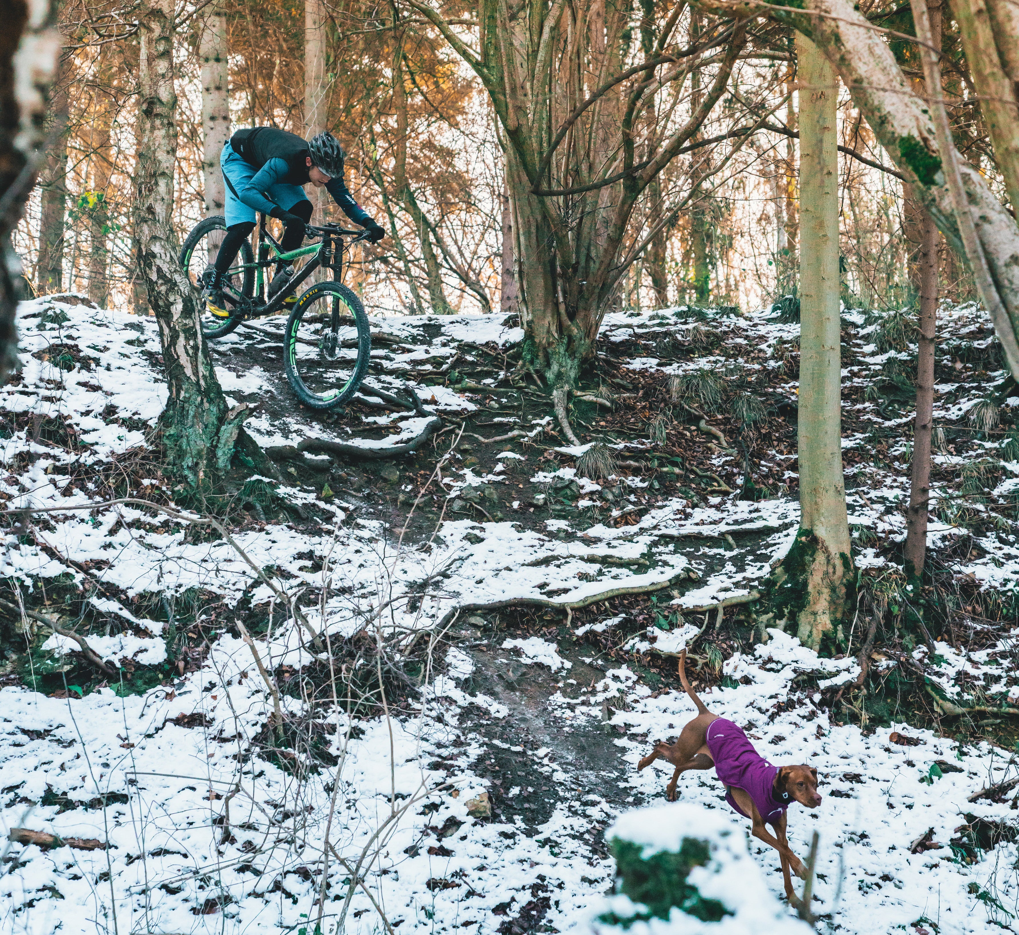 A dog runs in the snow while her human mountain bikes behind her. 