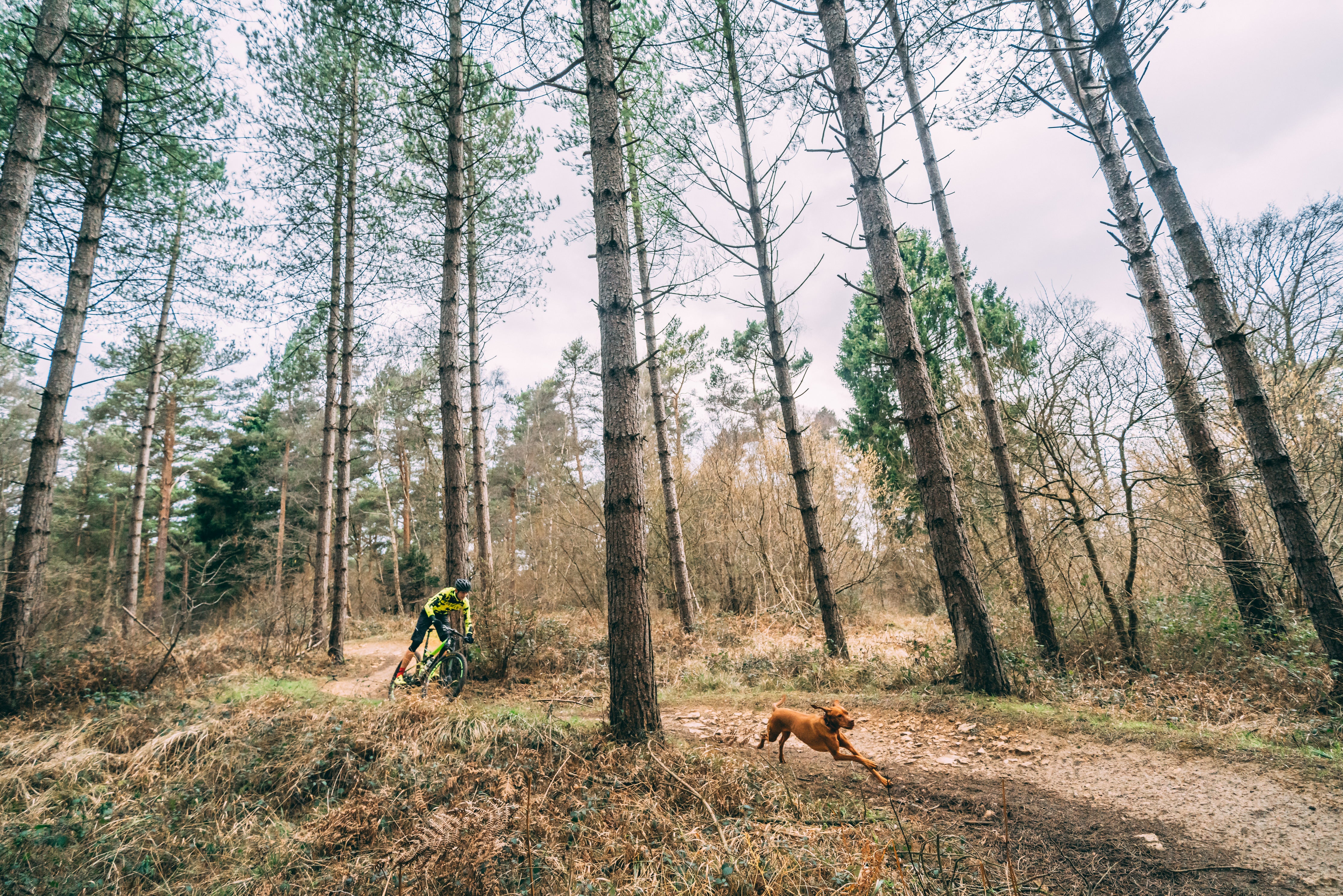 A man rides his mountain bike in the forest while his dog runs in front of him. 