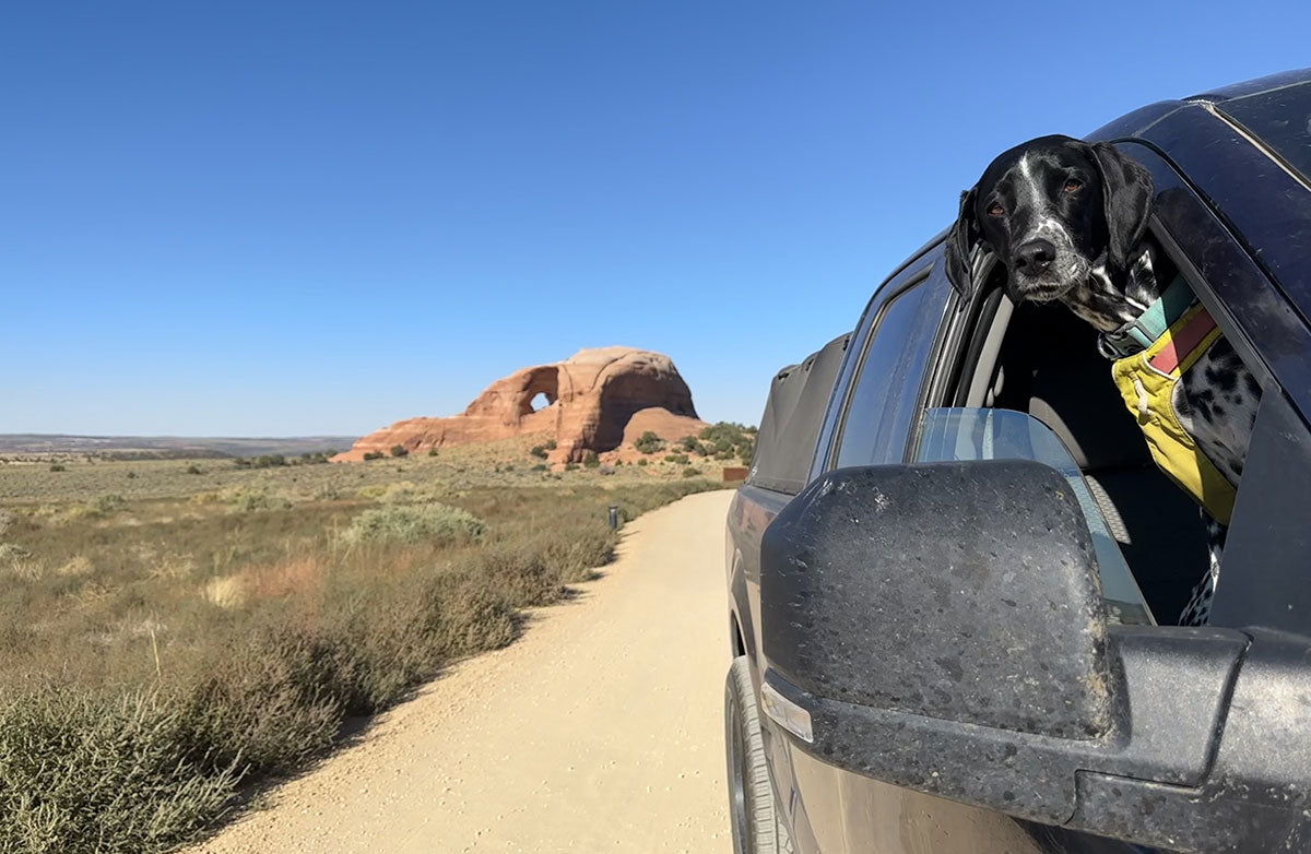 Vilas peeps her head out of Dani and Brian's car window as they drive through Moab.