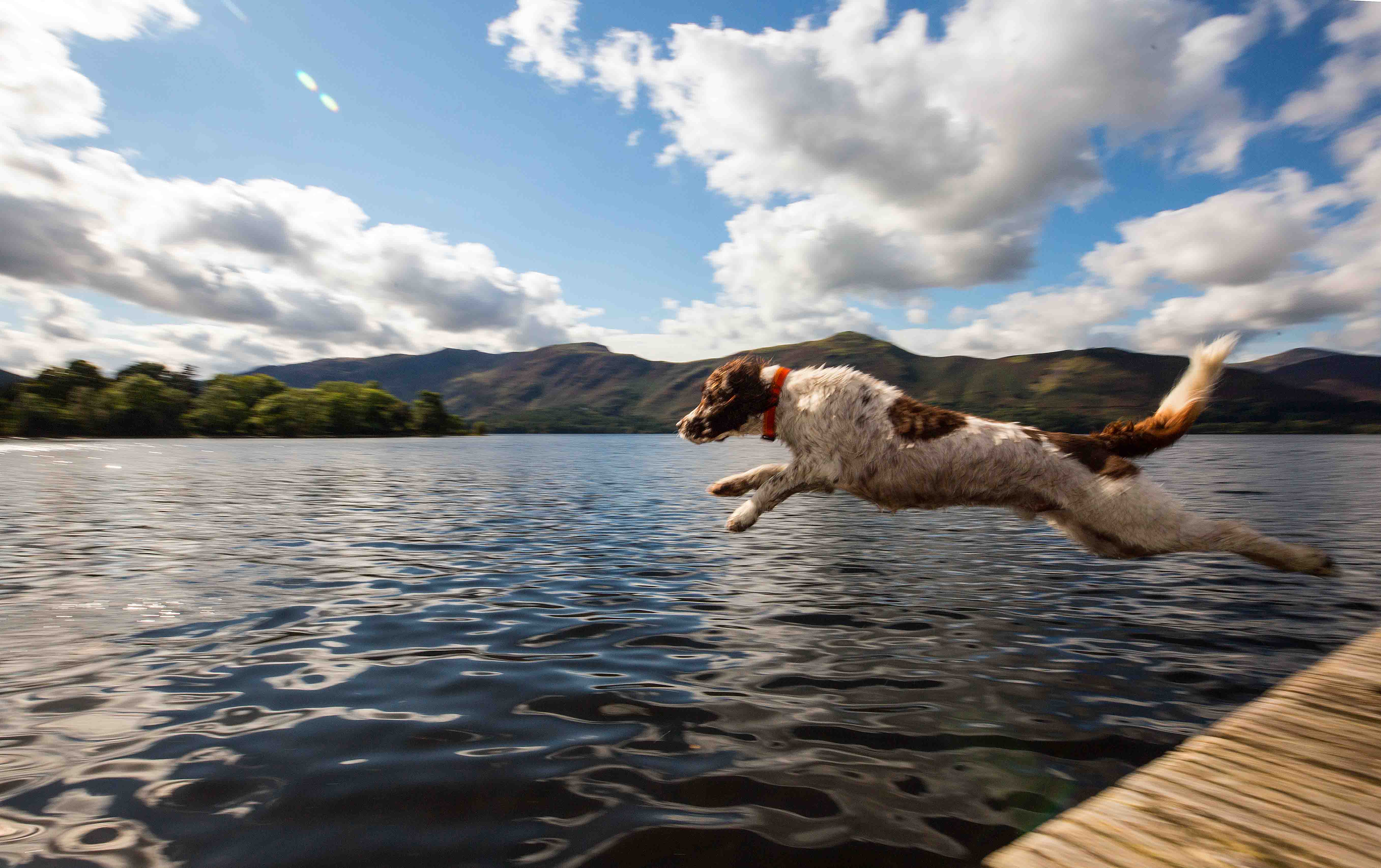 A Springer Spaniel dog jumps into a lake for a swim. 
