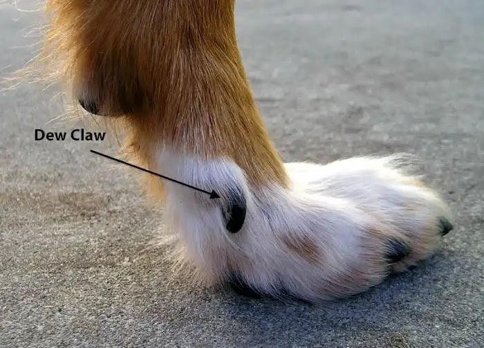 dog foot from side with arrow pointing to dew claw.