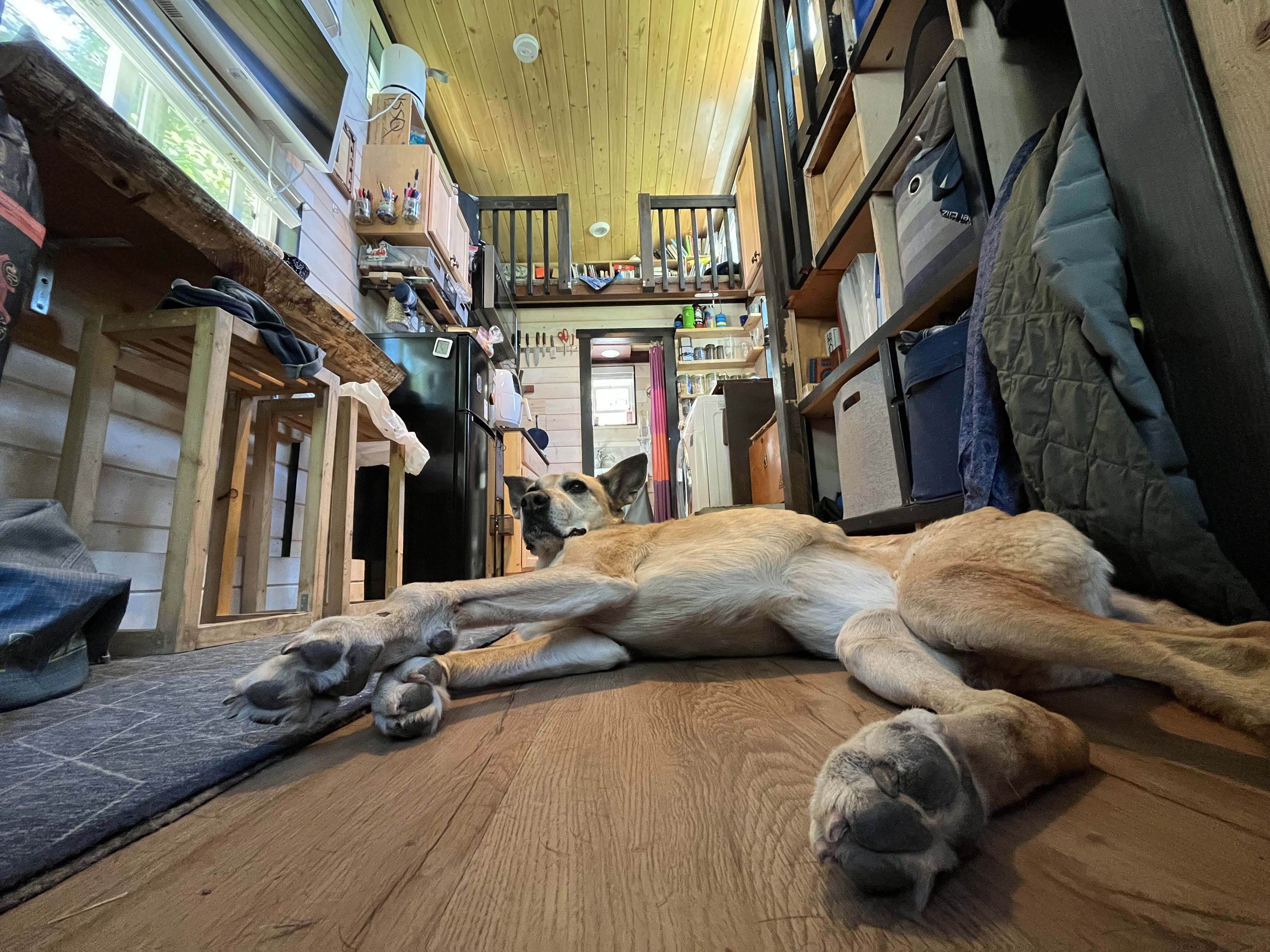 A big dog lies down on the floor in a tiny home. 