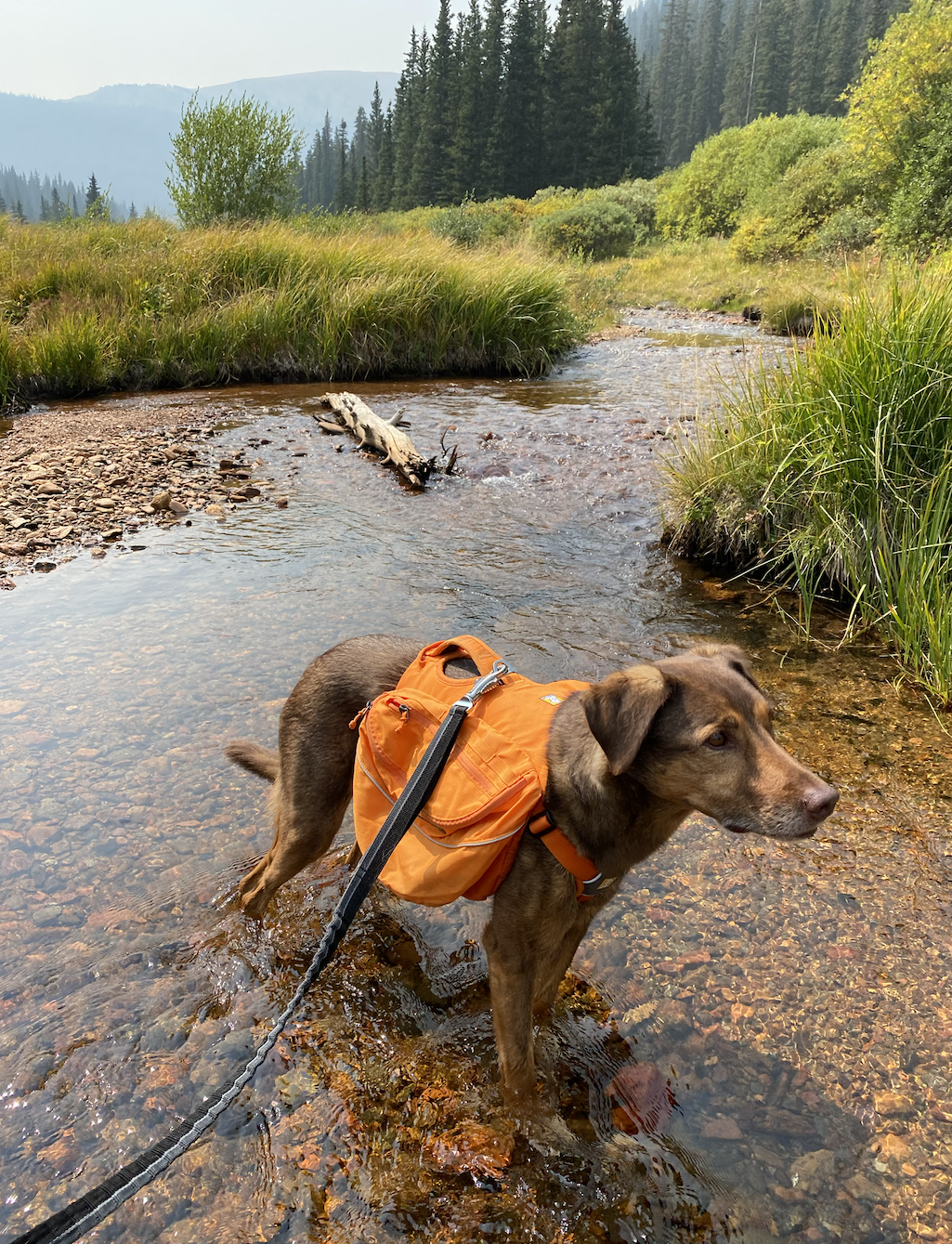 A dog stands in a creek while on a hike. 