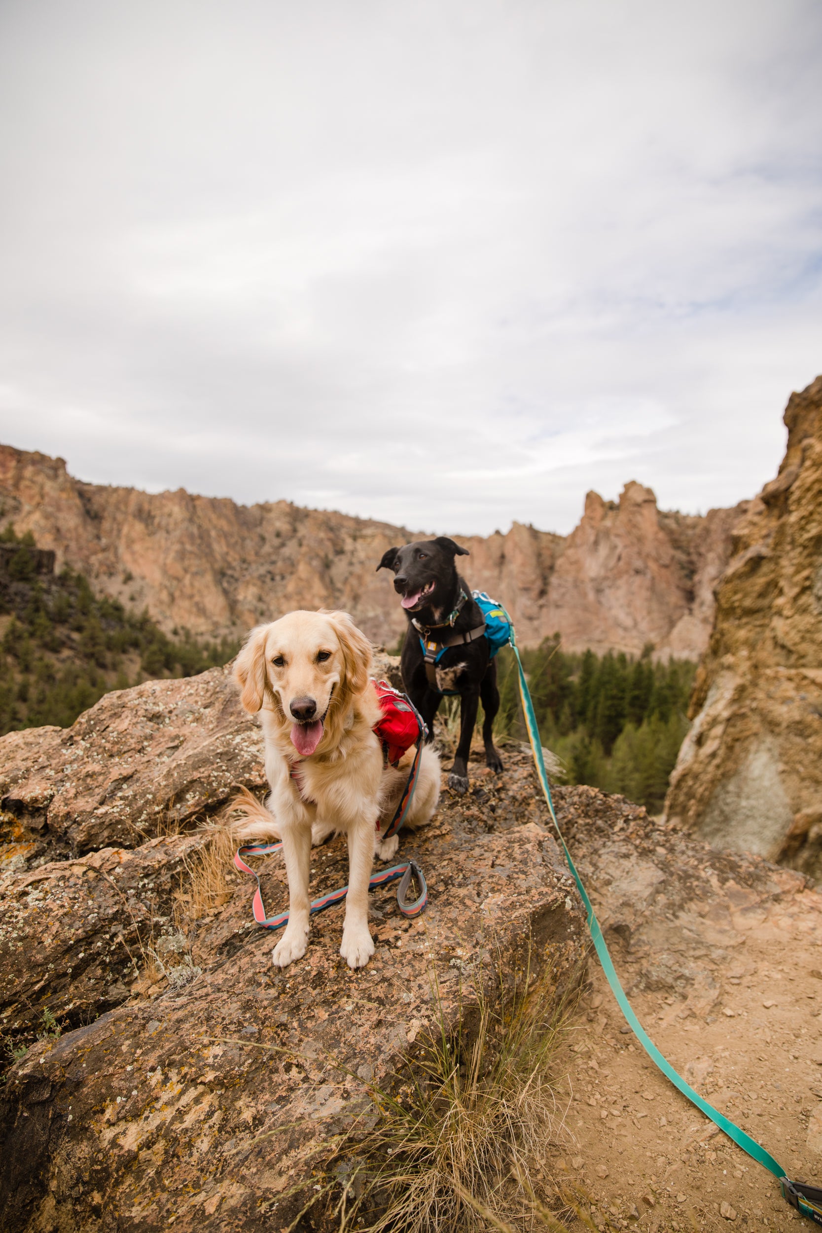 Millie and Baya in singletrak packs on hike at Smith Rock.