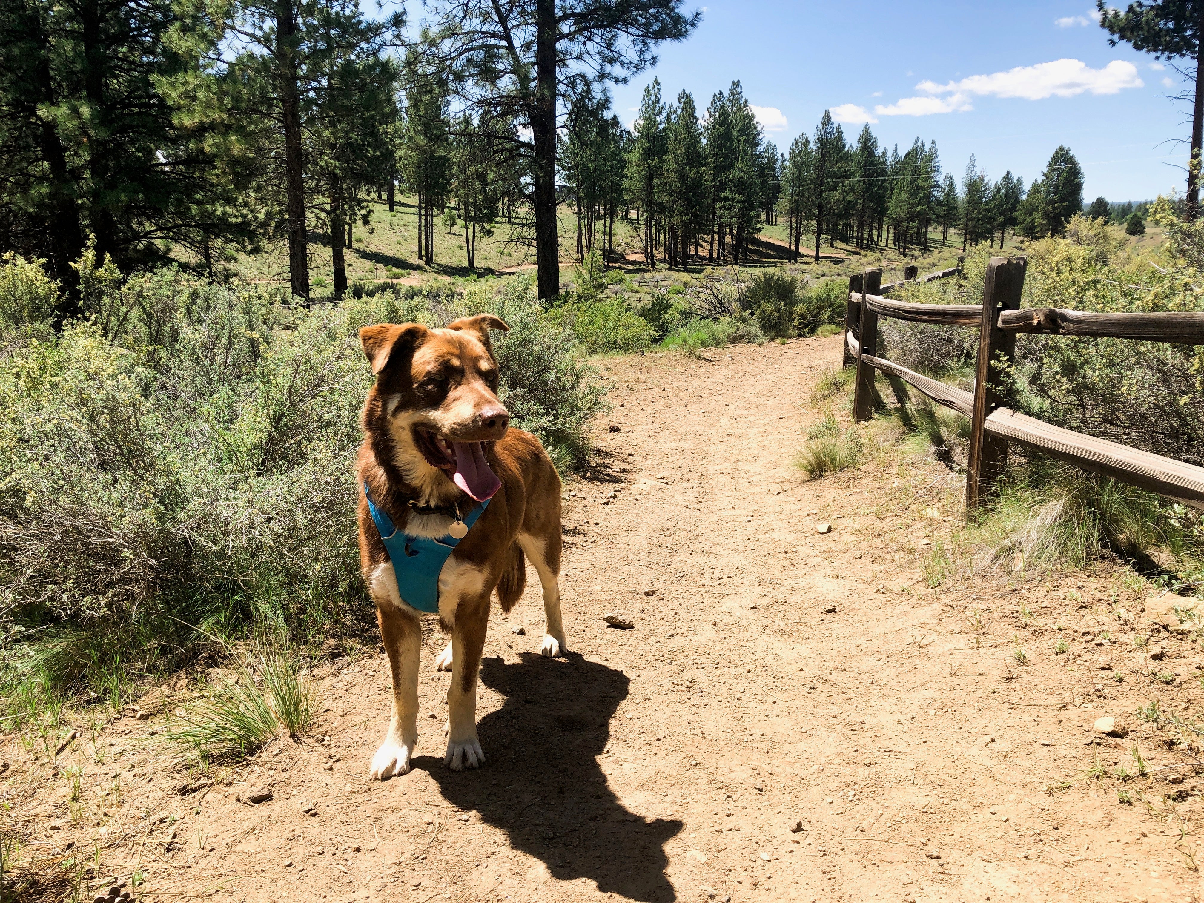 Emmett in blue front range harness on trail in forest for day 2 of trail running dog training.