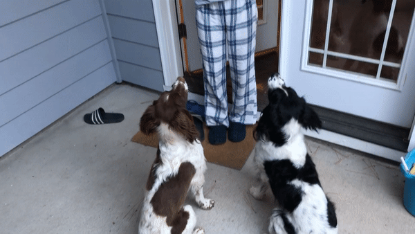 Two dogs do a synchronized spin trick.