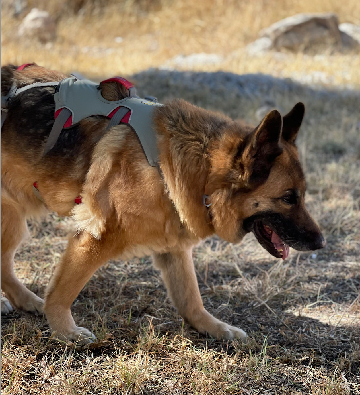 An older dog wears Ruffwear's Doubleback Full Body Dog Harness. 