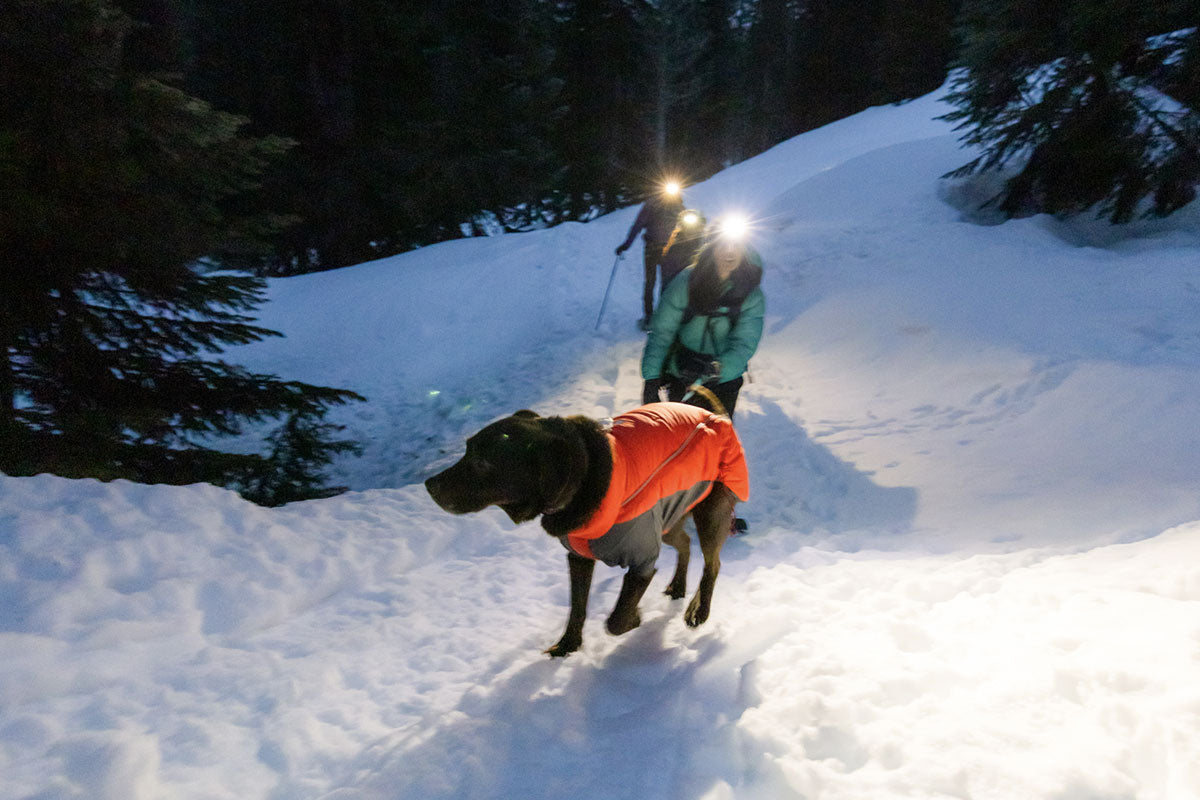 A dog wears a Furness Jacket in the snow as night falls. The humans wear head lamps.