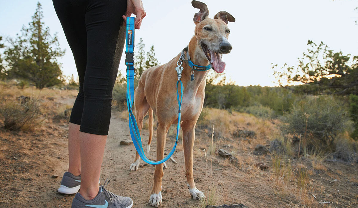 A woman stands with her greyhound who is wearing a blue web reaction collar.