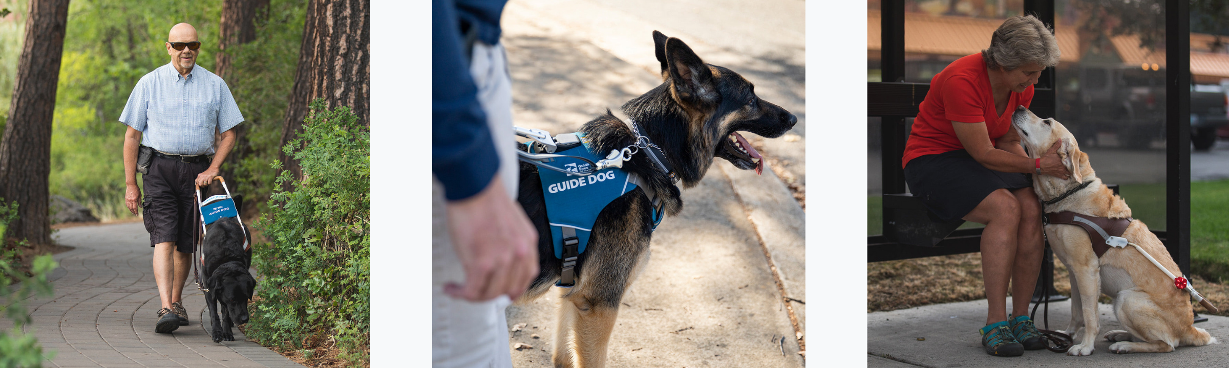 man walks in park with guide dog, dog in unifly harness at humans side, guide dog reaches up to kiss face of human while sitting at bus stop.