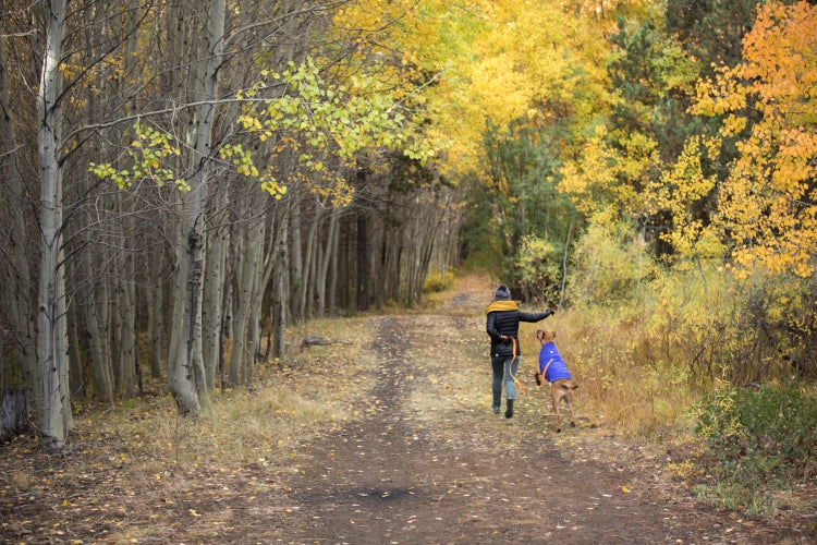 Bernie in a Quinzee jacket jumps for a stick while walking with liz along a fall colored trail.