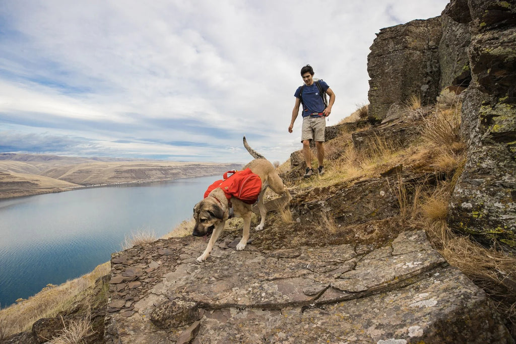 Hiking with a dog