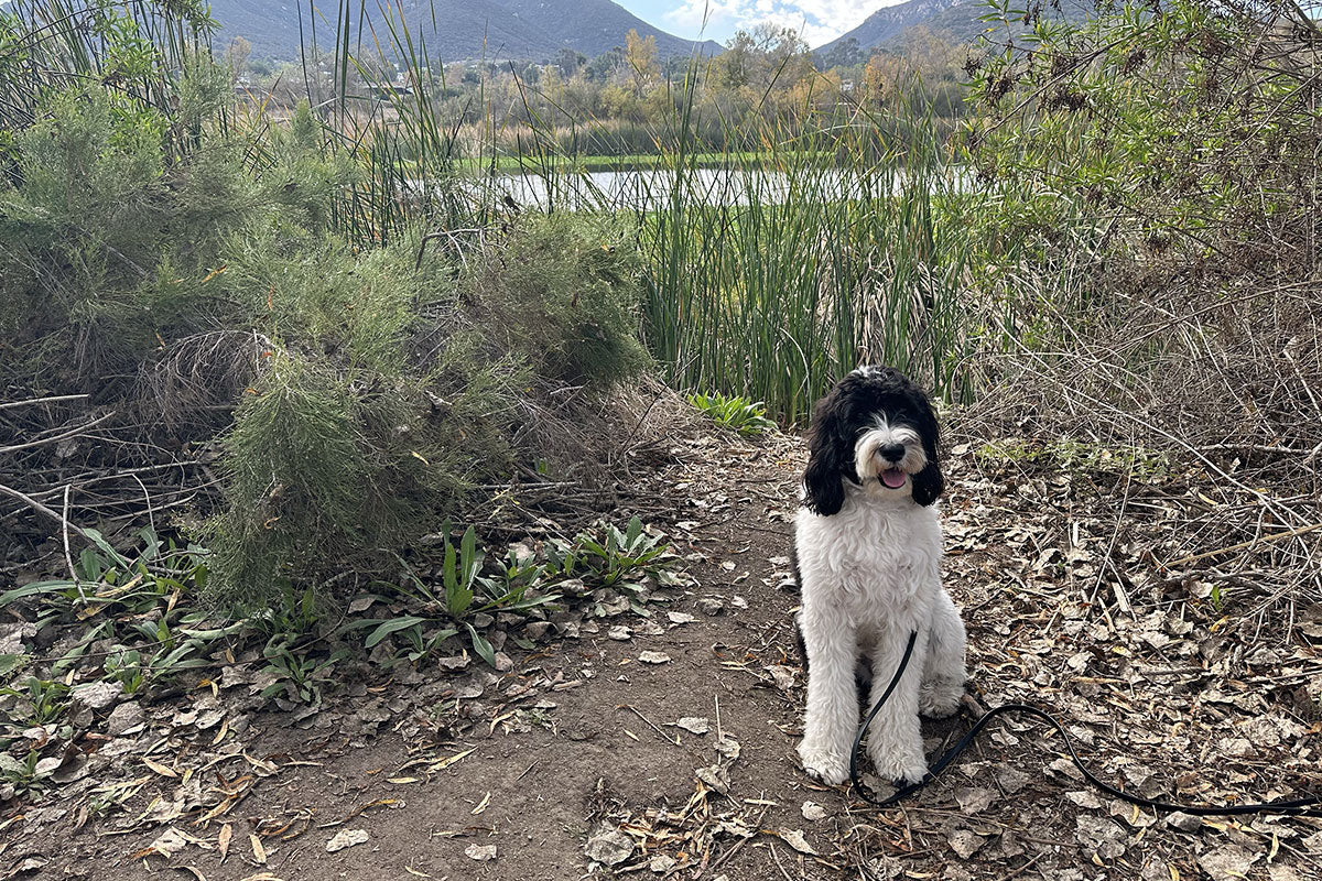 Luna sitting by a lake in Mark Twain State Park.