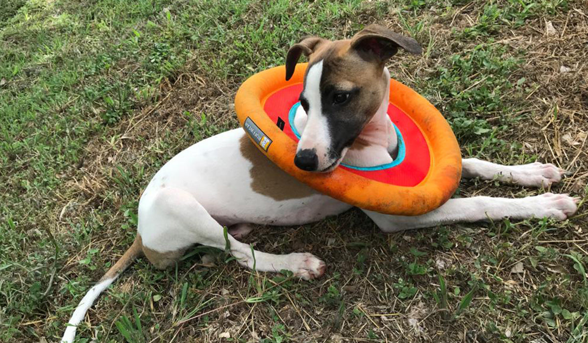 Dog chose to wear hydro plane as a necklace rather than use as a frisbee.