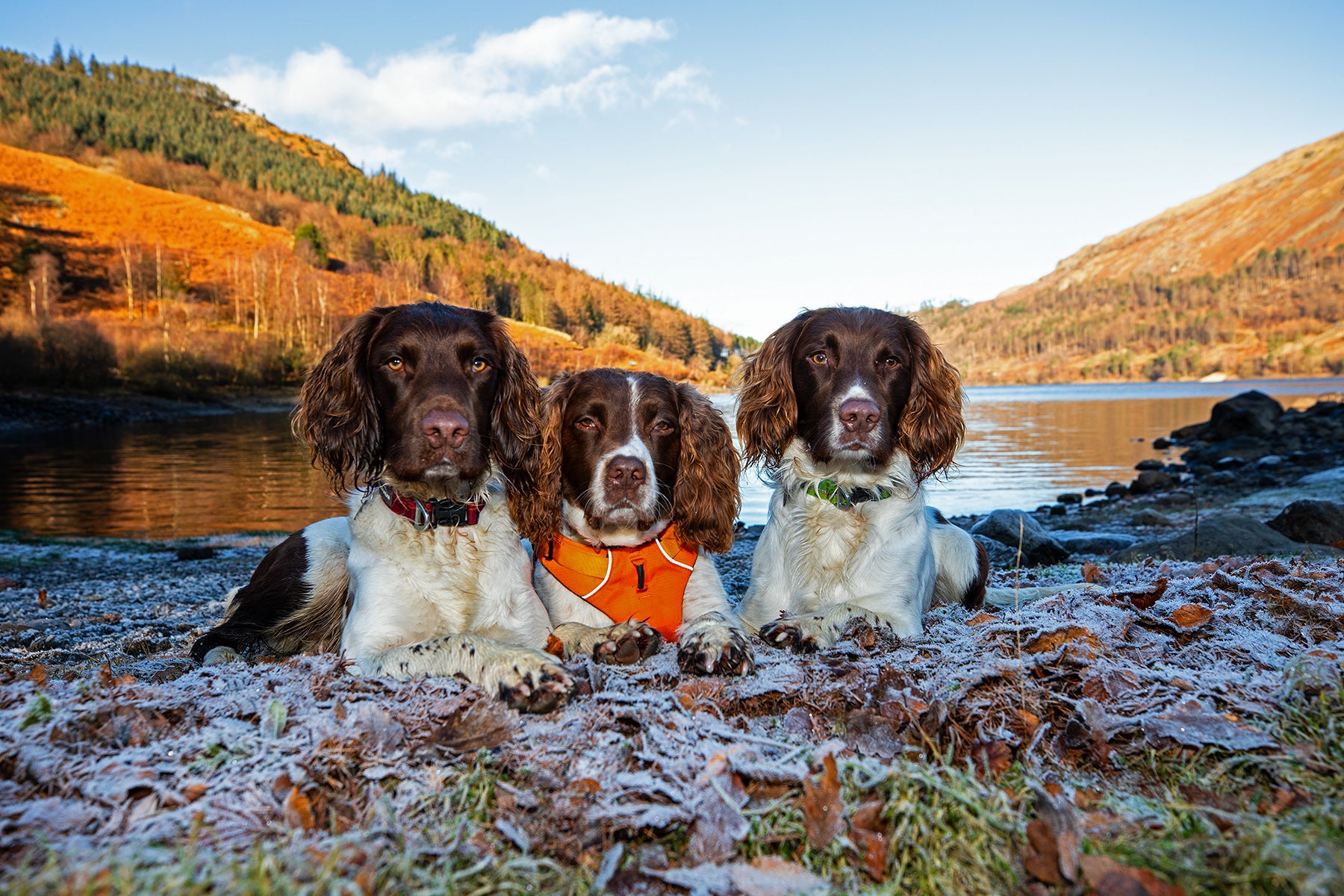 Kerry's three dogs stare into the camera laying side by side next to a lake.