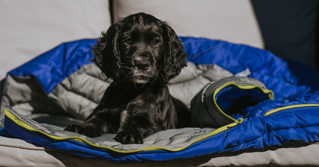 Little black puppy sitting in a sleeping bag