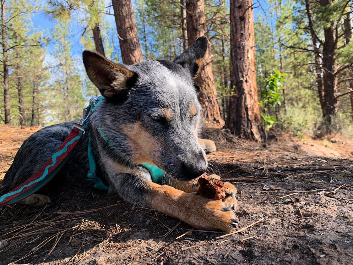 Puppy chewing on pinecone
