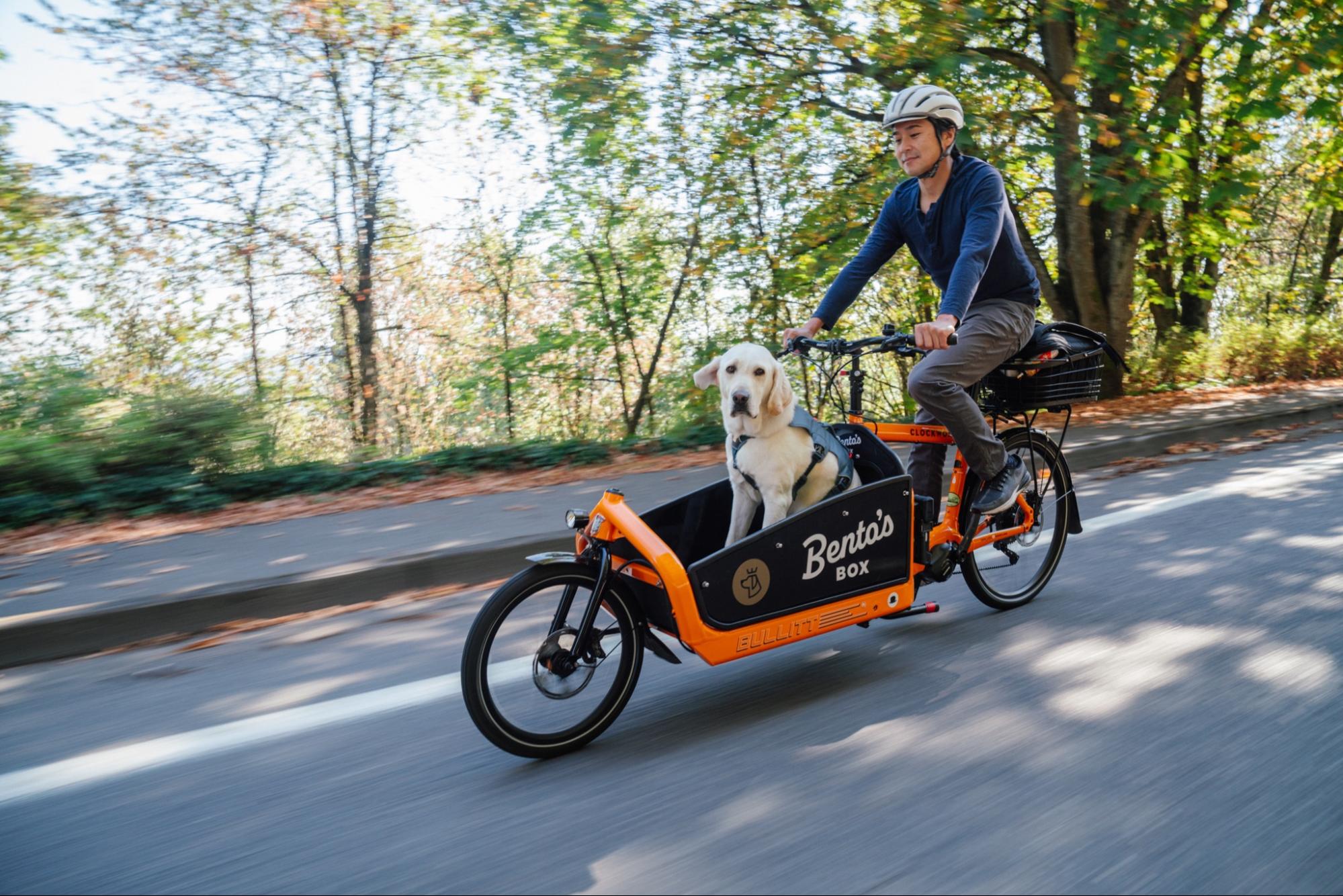 A man and his dog, who is in a bike trailer, bike home from work. 