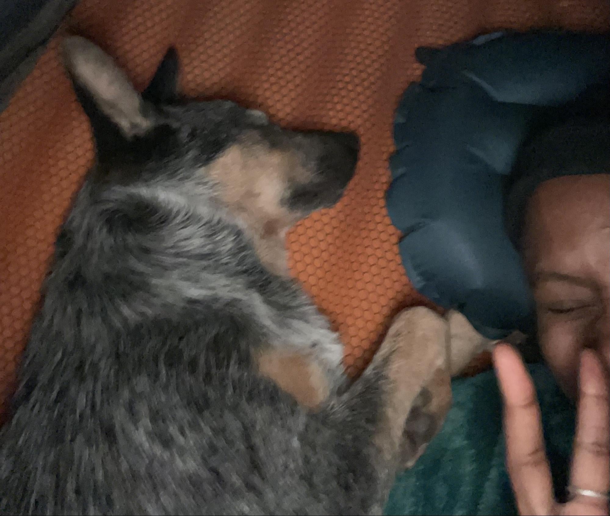 Closeup of dog and human sleeping in a tent