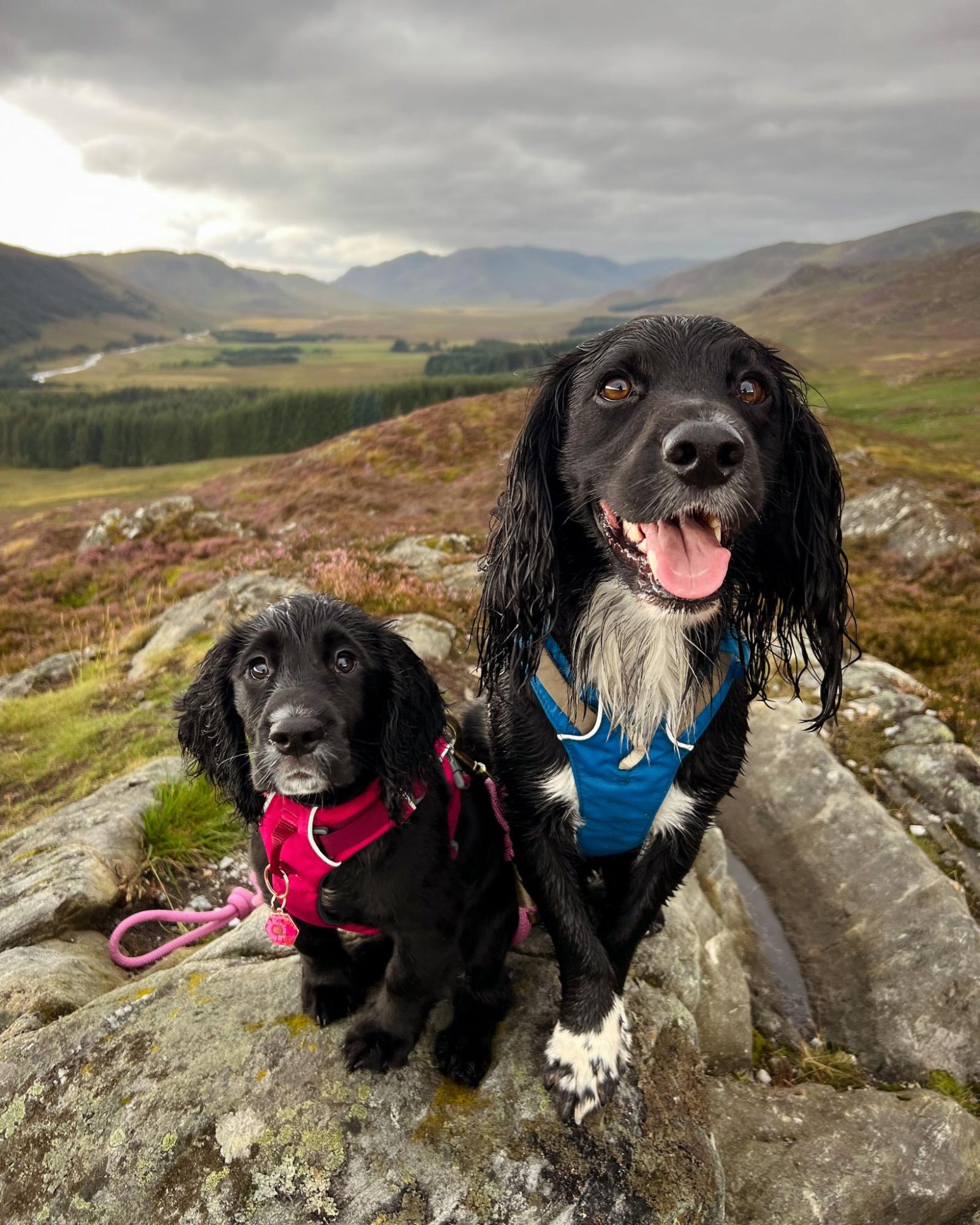 Close up of two dogs in the Scottish Highlands