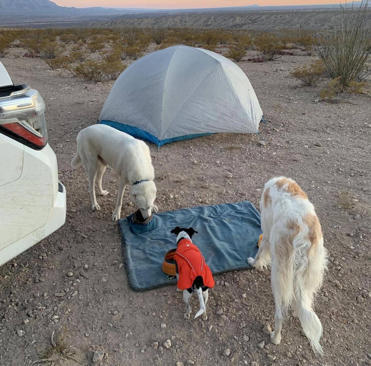 Three dogs sniff around a campsite. 