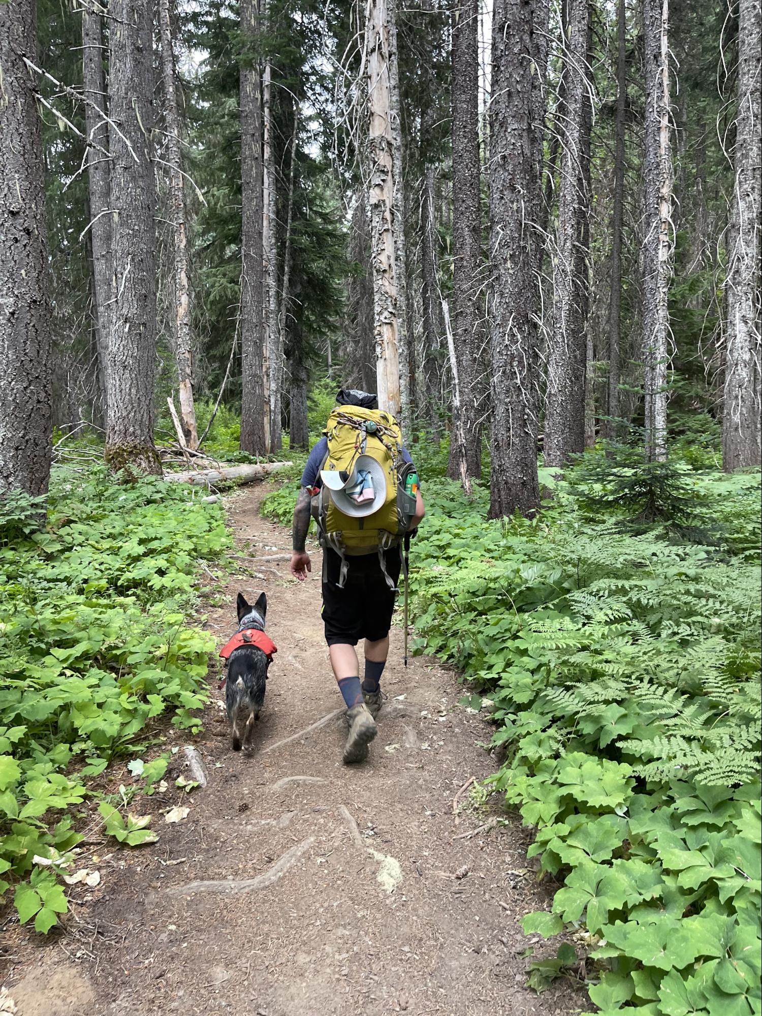 Dog and human backpacking side by side on trail