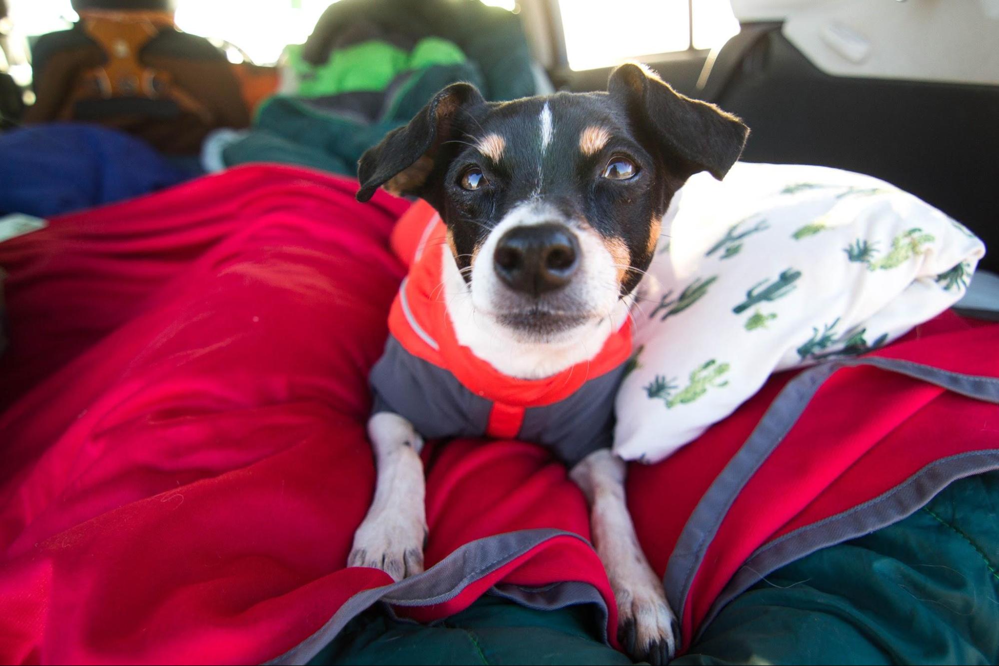 A small dog wears the Ruffwear Furness Jacket while lying down in blankets on a camping trip. 