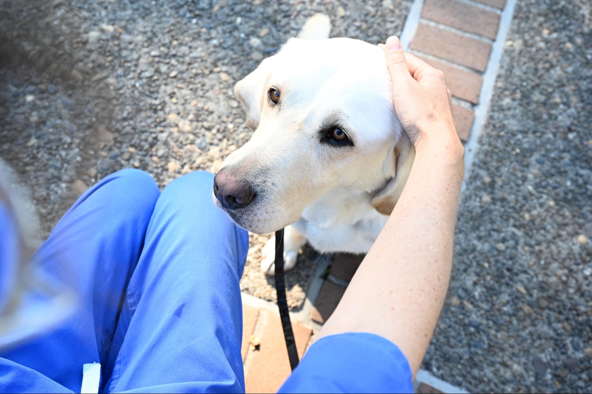 A therapy dog sits and receives pets from someone at the hospital. 