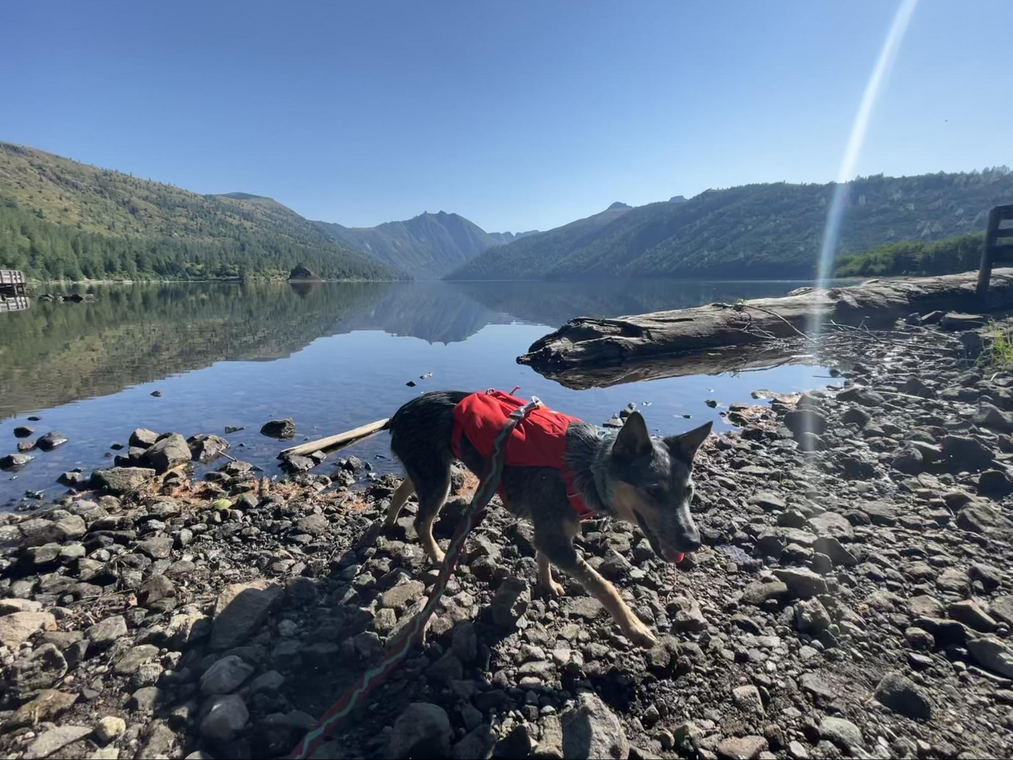 Dog by lake wearing.