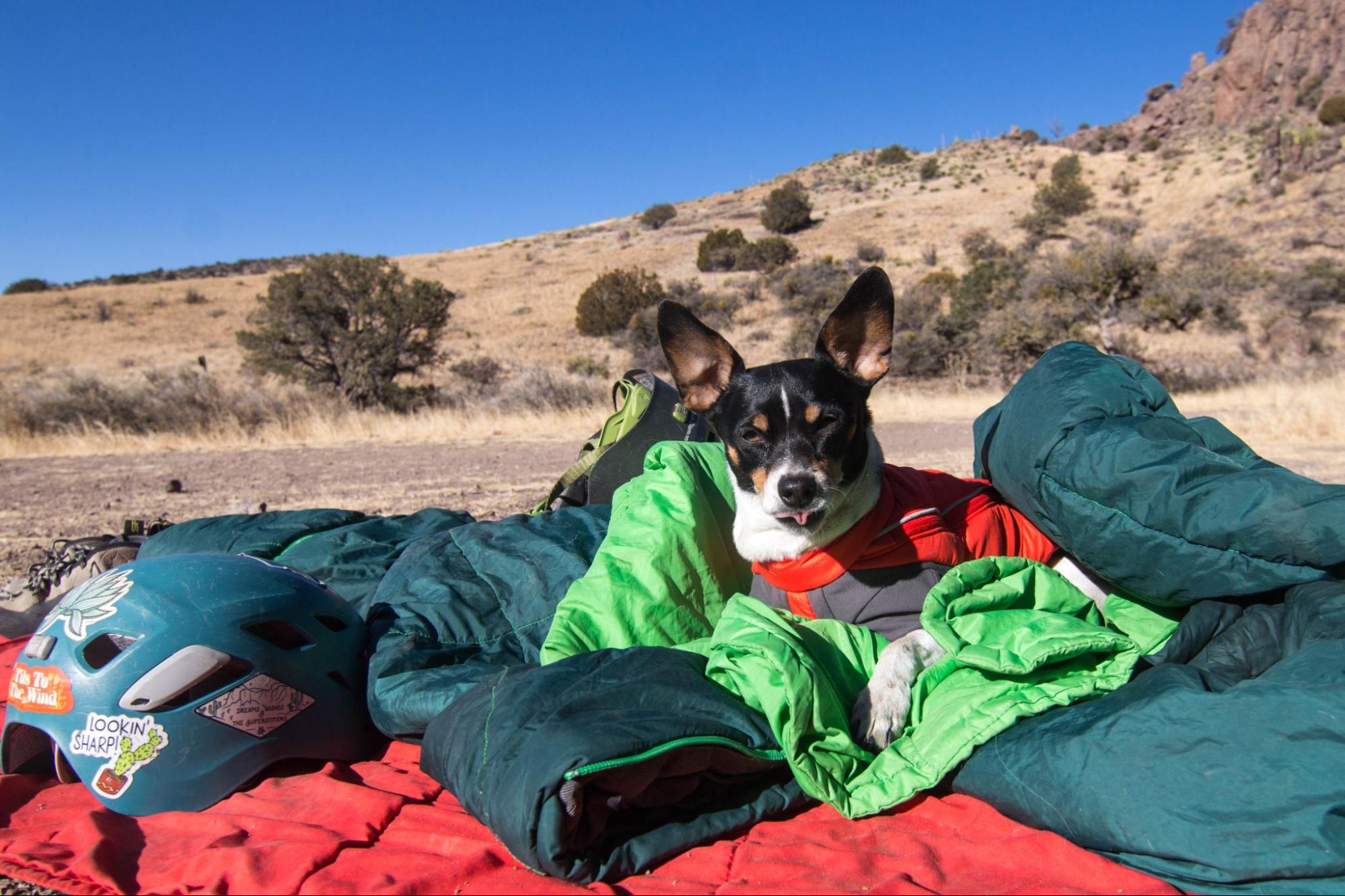 A dog sits on blankets while her human rock climbs. 