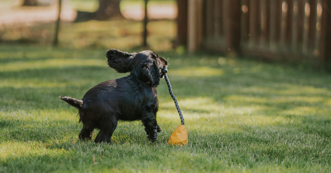 Small black puppy playing with a toy