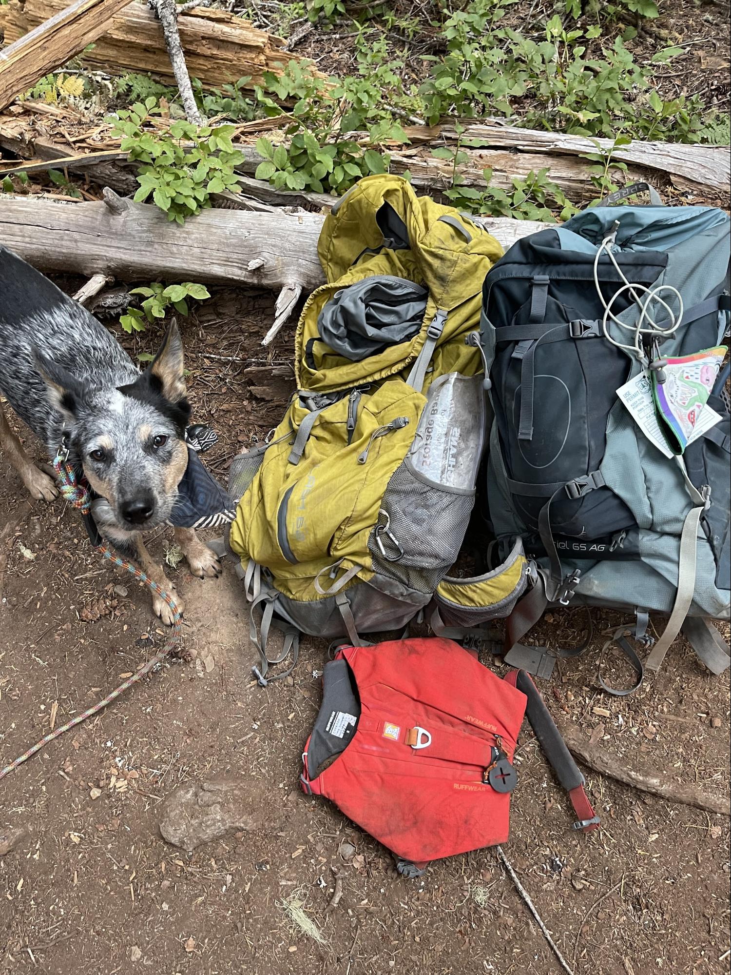 Dog on trail standing next to his pack and his humans' two backpacks.