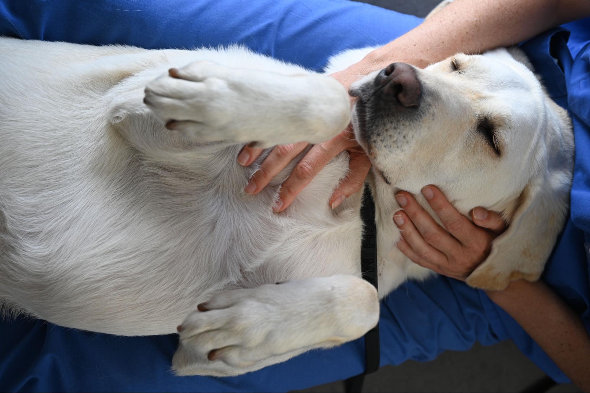 A therapy dog lies down in a person's lap. 