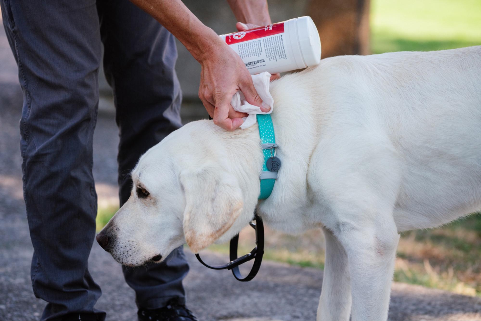 A man cleans his dog's Confluence™ Waterproof Dog Collar while volunteering at the hospital. 