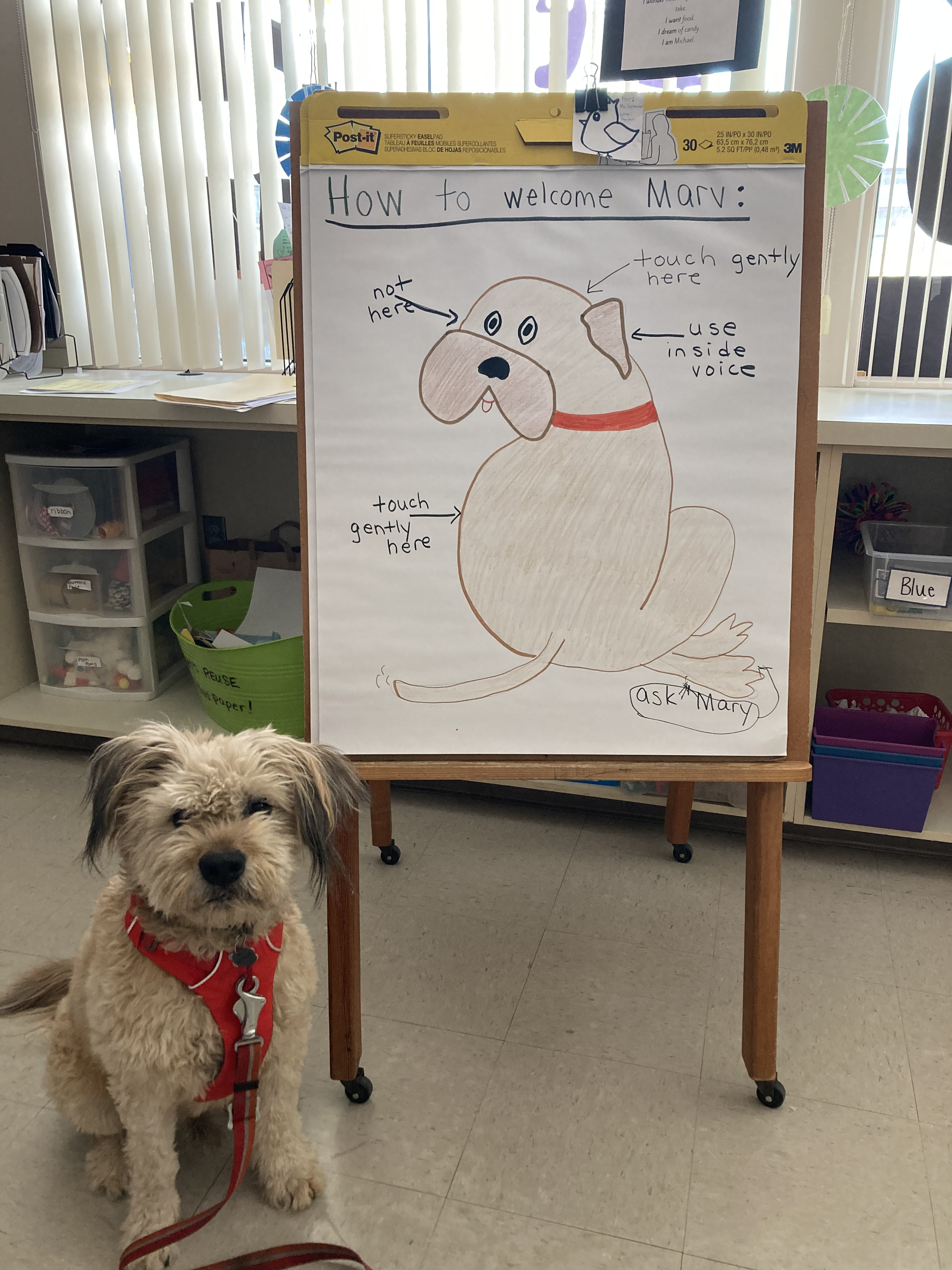 A therapy dog sits by a poster in an elementary school classroom. 