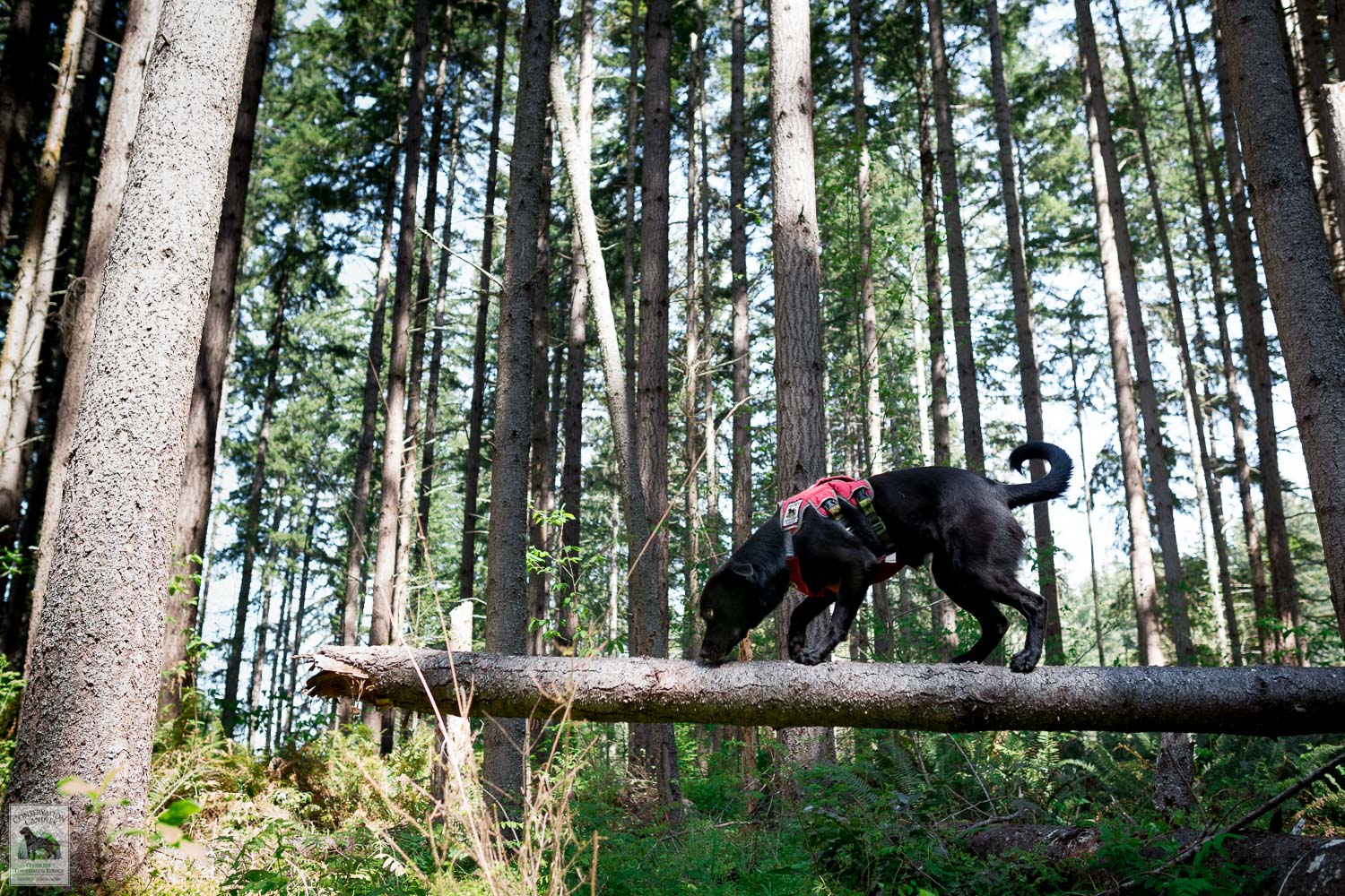 Detection Dog Winnie works to follow a scent along a down tree.
