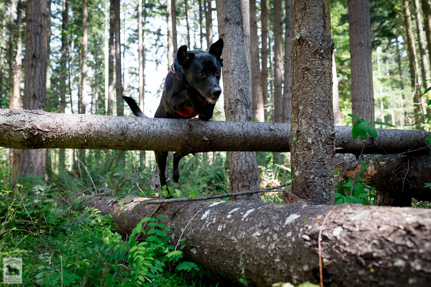 Detection Dog Winnie leaps over a down tree.