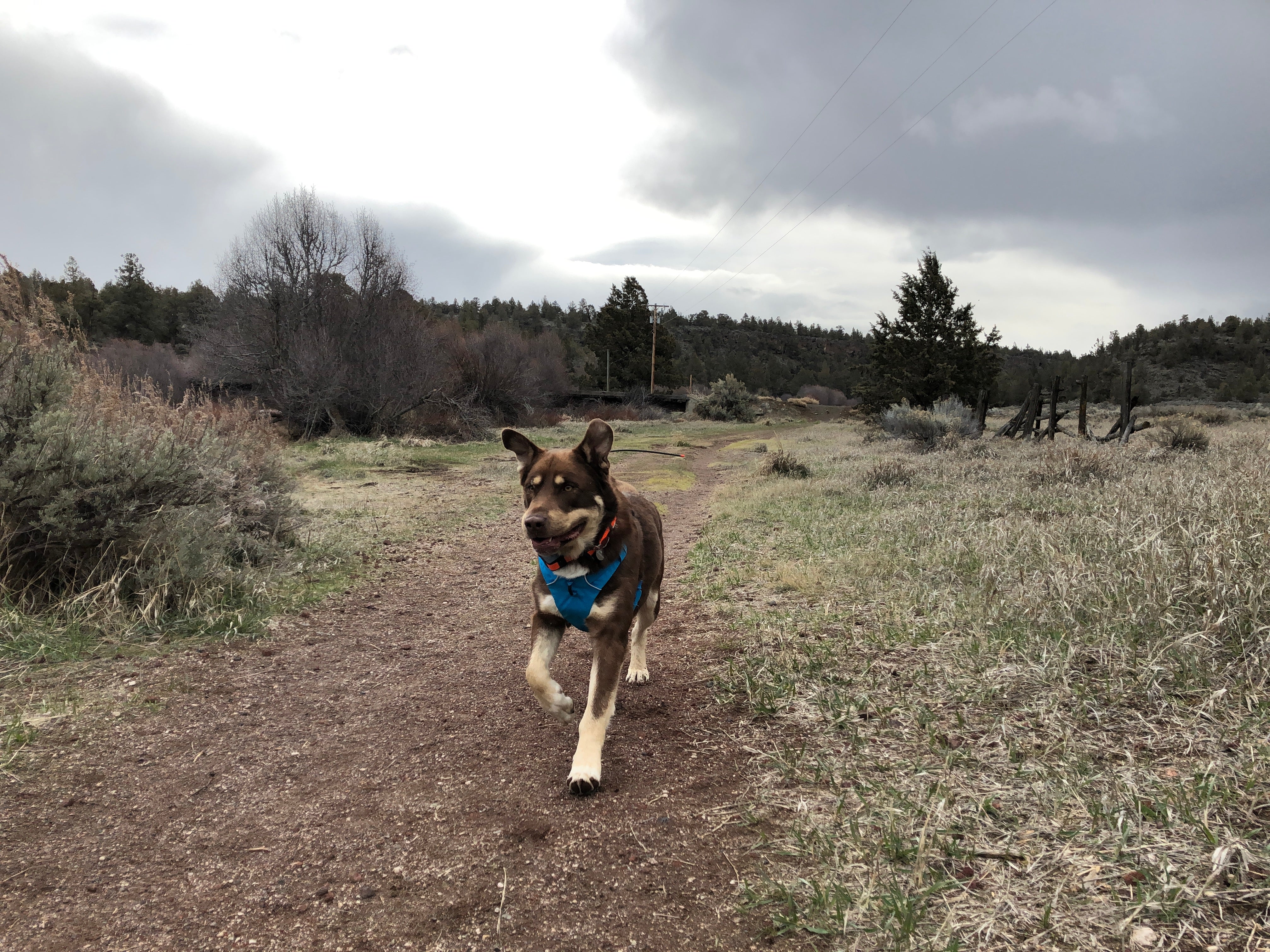 Emmett in Front Range Harness for his first day in-training to trail run.