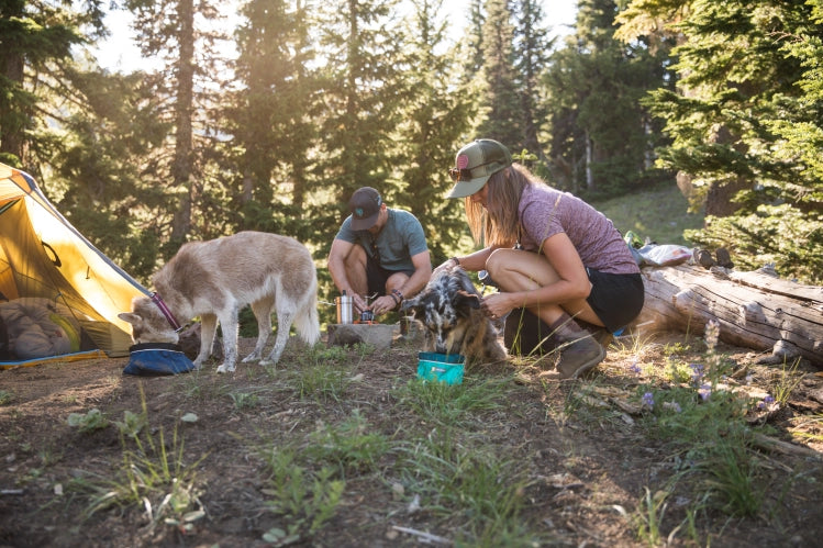 Camping in the Forest with your Dogs.