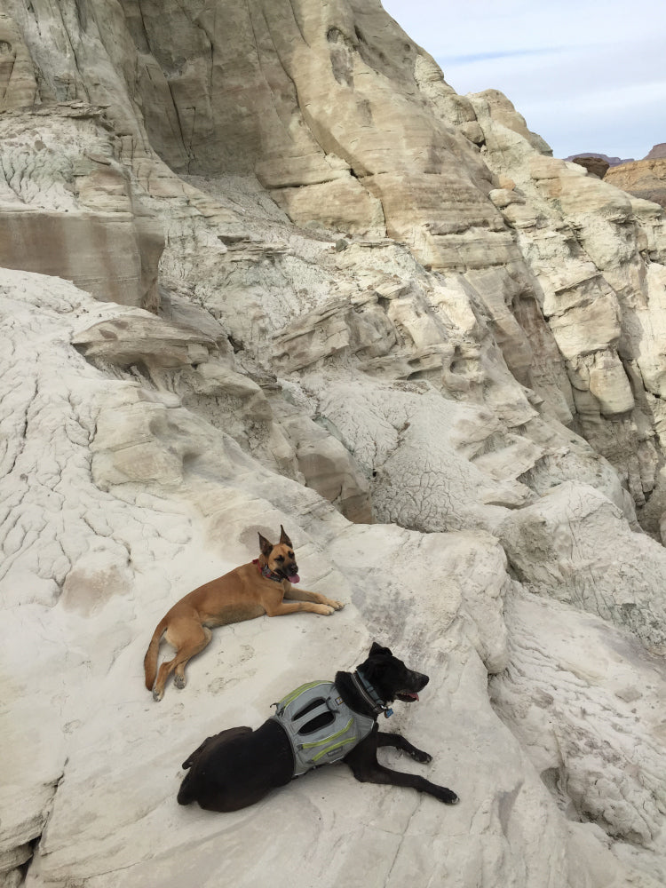 Star and colt lay on sandstone rock features.