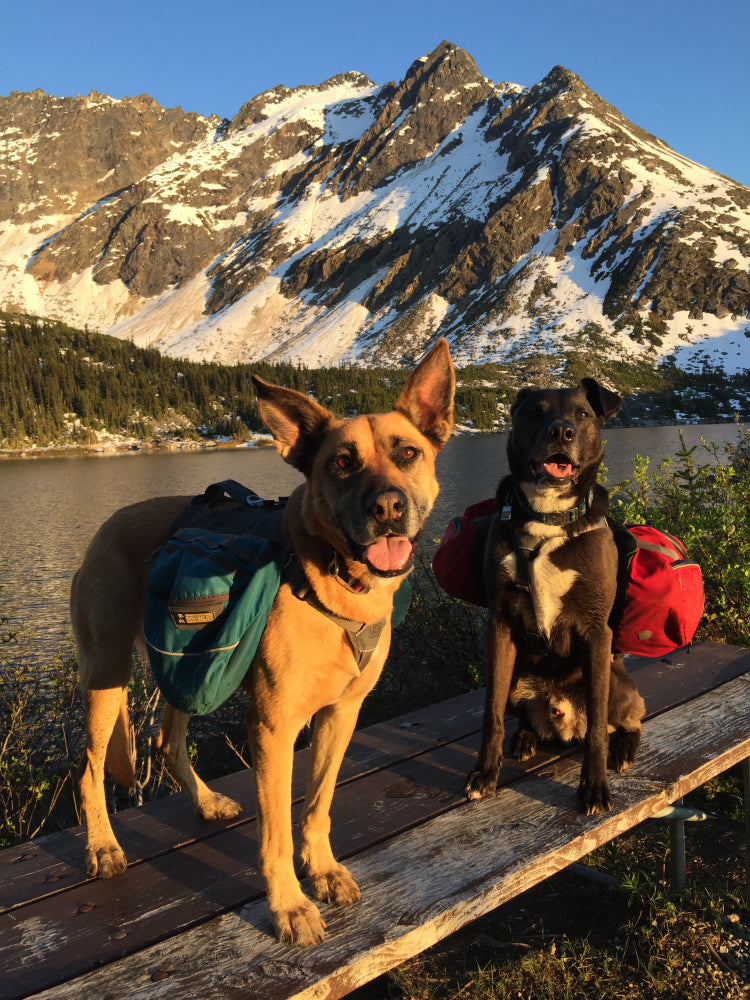 Star and Colt in older approach packs in the mountains.